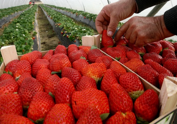 viveros herol produccion venta y distribucion de plantas de fresa